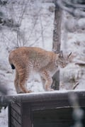 Visit Ranua Wildlife Park