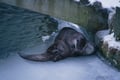 Visit Ranua Wildlife Park
