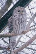 Visit Ranua Wildlife Park