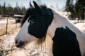 Lapland Forest Horseback Ride - Rovaniemi