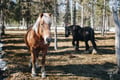 Lapland Forest Horseback Ride - Rovaniemi