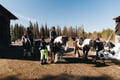 Lapland Forest Horseback Ride - Rovaniemi