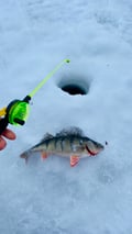 Catch & Cook: Arctic Ice Fishing Experience