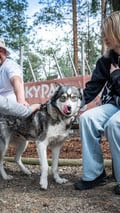 Husky Park visit, guided tour, Siberian Husky, Rovaniemi Lapland
