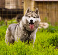 Husky Park visit, guided tour, Siberian Husky, Rovaniemi Lapland