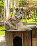 Husky Park visit, guided tour, Siberian Husky, Rovaniemi Lapland