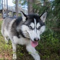 Husky Park visit, guided tour, Siberian Husky, Rovaniemi Lapland