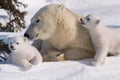 PRIVATE SERVICE Ranua Zoo VIP pass****