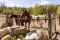 PRIVATE SERVICE Ranua Zoo VIP pass****