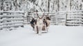 Snowmobile Safari to a Reindeer Farm