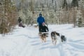 Self-Drive Husky Ride & Reindeer Farm Visit Combo Tour