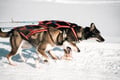 Self-Drive Husky Ride & Reindeer Farm Visit Combo Tour