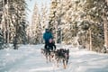 Self-Drive Husky Ride & Reindeer Farm Visit Combo Tour