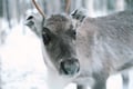 Self-Drive Husky Ride & Reindeer Farm Visit Combo Tour