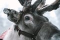 Self-Drive Husky Ride & Reindeer Farm Visit Combo Tour