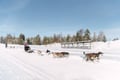 Self-Drive Husky Ride & Reindeer Farm Visit Combo Tour