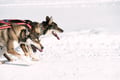 Self-Drive Husky Ride & Reindeer Farm Visit Combo Tour