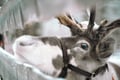Self-Drive Husky Ride & Reindeer Farm Visit Combo Tour