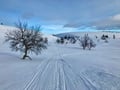 Snowshoe Trek in Pallastunturi (4-Day)
