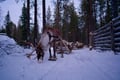 Arctic Reindeer Sleigh Ride (0.6km), Levi