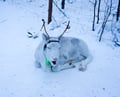 Arctic Reindeer Sleigh Ride (0.6km), Levi
