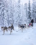 Husky Park Visit with Jenga (500 m) Husky ride