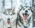 Husky Park Visit with Jenga (500 m) Husky ride