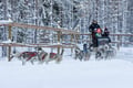 Husky Park Visit with Jenga (500 m) Husky ride