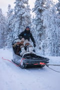 Husky Park Visit with Jenga (500 m) Husky ride