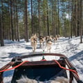 Husky Park Visit with Jenga (500 m) Husky ride