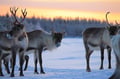 Reindeer Farm Visit & Walking in Rovaniemi, Lapland