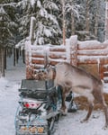 Reindeer Farm Visit & Walking in Rovaniemi, Lapland
