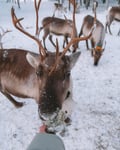 Reindeer Farm Visit & Walking in Rovaniemi, Lapland