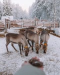Reindeer Farm Visit & Walking in Rovaniemi, Lapland