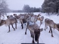 Reindeer Farm Visit & Walking in Rovaniemi, Lapland