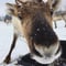 Reindeer Farm Visit & Walking in Rovaniemi, Lapland