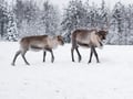Reindeer Farm Visit & Walking in Rovaniemi, Lapland