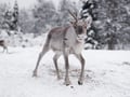 Reindeer Farm Visit & Walking in Rovaniemi, Lapland