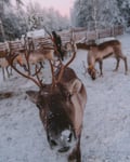 Reindeer Farm Visit & Walking in Rovaniemi, Lapland