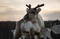 Reindeer Farm Visit & Walking in Rovaniemi, Lapland