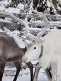 Reindeer Farm Visit & Walking in Rovaniemi, Lapland