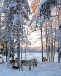 Reindeer Farm Visit & Walking in Rovaniemi, Lapland