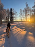 Reindeer Farm Visit & Walking in Rovaniemi, Lapland