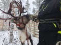 Reindeer Farm Visit & Walking in Rovaniemi, Lapland