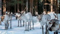 REINDEER SAFARI : The Long sled ride
