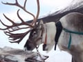 REINDEER SAFARI : The Long sled ride