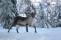 REINDEER SAFARI : The Long sled ride