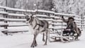REINDEER SAFARI : The Long sled ride