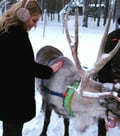 REINDEER SAFARI : The Long sled ride