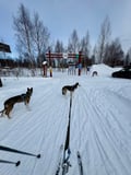 2026 The Return of the Sun — Arctic Wilderness Week in Lapland with Huskies